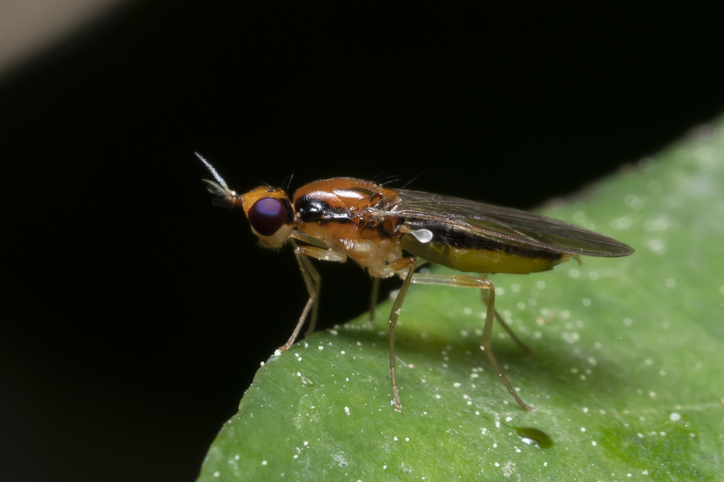Chamaepsila longipennis