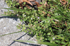 Veronica hederifolia