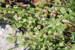 Veronica hederifolia