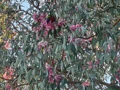 Trichoglossus moluccanus moluccanus
