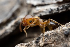 Crematogaster depilis