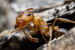 Crematogaster depilis
