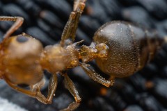 Crematogaster depilis
