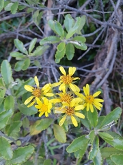 Brachyglottis monroi