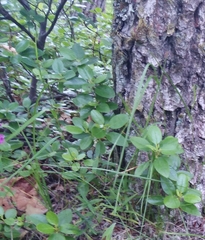 Rhododendron sichotense