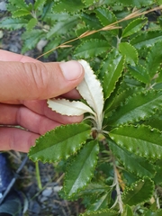 Brachyglottis monroi