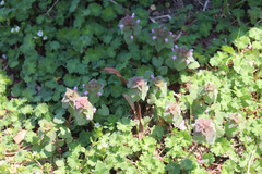 Lamium purpureum