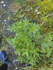 Brachyglottis monroi