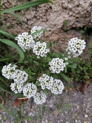 Lobularia maritima
