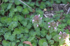 Lamium purpureum