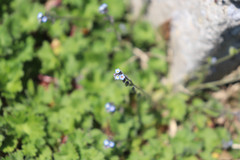 Myosotis ramosissima
