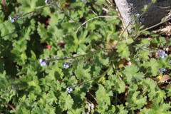 Myosotis ramosissima