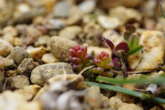 Sedum cespitosum