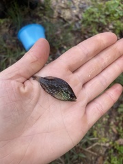 Enneacanthus gloriosus