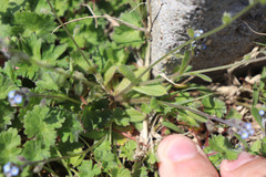 Myosotis ramosissima