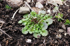 Cardamine graeca