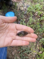 Enneacanthus gloriosus