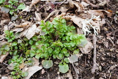 Cardamine graeca