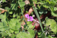 Geranium