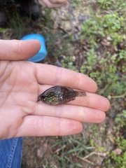 Enneacanthus gloriosus