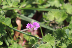 Geranium
