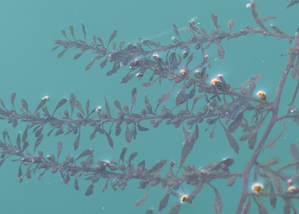 Photo de Sargasse mutante (Sargassum muticum)
