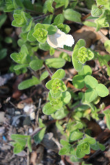 Cerastium