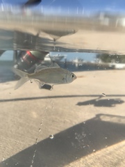 Eucinostomus harengulus