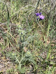 Gilia nevinii
