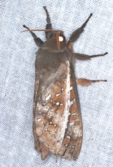Oxycanus