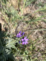 Gilia nevinii