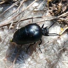 Meloe brevicollis