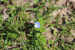 Veronica persica