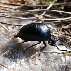 Meloe brevicollis