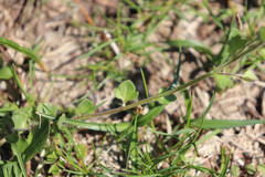 Veronica hederifolia