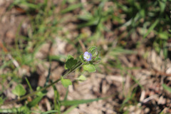 Veronica hederifolia