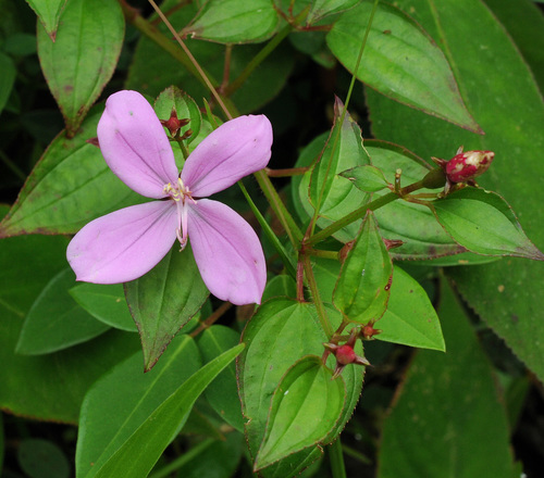 Arthrostemma ciliatum