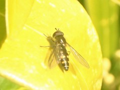 Melangyna lasiophthalma