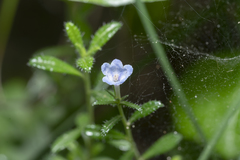 Lithodora hispidula