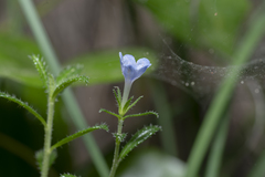 Lithodora hispidula