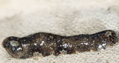 Botryllus schlosseri