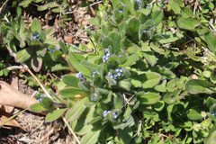 Myosotis ramosissima