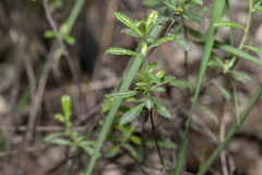 Lithodora hispidula