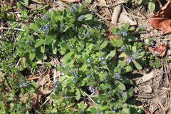 Myosotis ramosissima