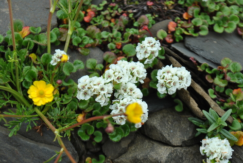 Koenigia forrestii · iNaturalist