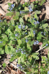 Myosotis ramosissima