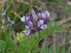 Astragalus lindheimeri