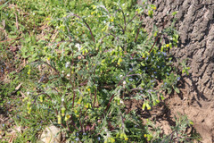 Senecio vulgaris