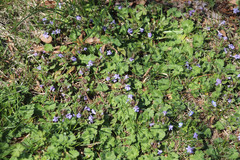 Glechoma hederacea