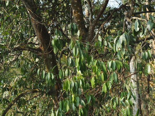 Symplocos theophrastifolia iNat (2)